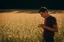 Ein Mann steht in einem Getreidefeld und schaut sich eine Ähre an.
