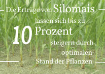 Die Erträge von Silomais lassen sich bis zu 10 Prozent steigern durch optimalen Stand der Pflanzen.