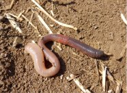 Lumbricus terrestris, vorne dunkel-lila, hinten hell-rosa pigmentiert