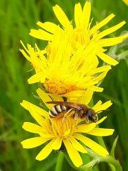 Auf einer gelben Blüte sitzt eine Biene.