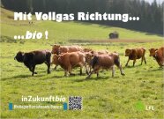 Murnau Werdenfelser Herde im Lauf auf der Weide
