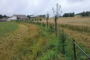 Agroforststreifen mit Apfelbäumen und einem Graben zur Verteilung des Wassers auf der Fläche