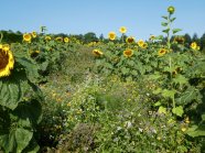 Bunt blühendes Feld mit Sonnenblumen und Blühmischung