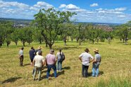 Alte Kirschanlage mit vielen verschiedenen Sorten mit Blick auf Mössingen