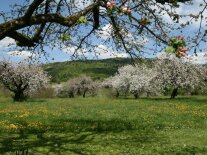 blühende Streuobstwiese