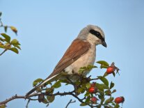 Vogel auf einem Zweig mit Hagebutten