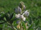 Blüte der Weißen Lupine