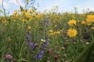 Bunte Blüten von Wiesen-Pppau, Salbei und Rot-Klee aus der Nähe in einer artenreichen Wiese in Franken