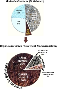 Tortendiagramm der Bodenbestandteile in Prozent Volumen mit detaillierter Ansicht des organischen Anteils in Prozent Gewicht Trockenmasse