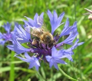 Honigbiene auf wilder Kornblume