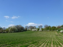 Heckenlandschaft