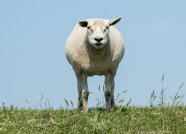 Schaf von vorne auf einer Wiese.