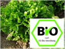 Bio-Label vor einer Gemüsepflanze am Feld