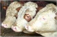 Köpfe von drei Rindern am Fresstisch