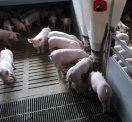 Ferkel im Stall mit Bodenheizung