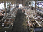 Blick auf Laufgang mit Gummiauflage zwischen Liegeboxenreihen im Gruber Milchviehstall