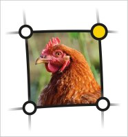 Kopf einer braunen Henne in quadratischem Rahmen 