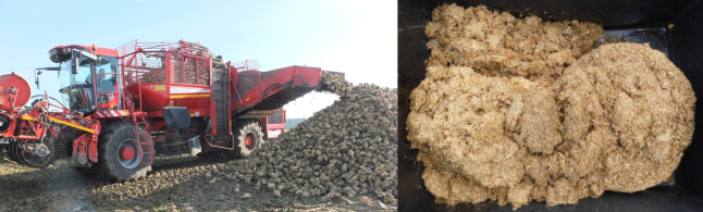 das linke Foto zeigt eine Zuckerrübenvollerntemaschine beim entleeren des Bunkers auf eine Feldmiete, das rechte Bild zeigt eine Zuckerrübensilage mit einem Strohanteil von 5 % nach siebenmonatiger Lagerung