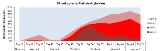 Darstellung der Häufigkeit und Schwere der Schwanzverletzungen bei Piétrain-Hybriden (DG 9)