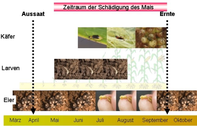 Abb. 6: Entwicklungszyklus westlicher Maiswurzelbohrer