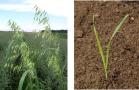links:Getreidefeld mit Flughafer, rechts: einzelne Flughafer-Keimpflanze