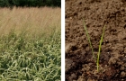 links: Windhalm in Getreide, rechts: einzelne Windhalm-Keimpflanze