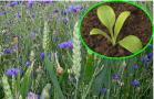 Collage: Kornblume im Bestand und als Keimpflanze