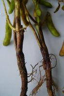 reddish brown, sunken lesions on hypocotyl