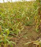 crops with higher tendency to lodge
