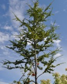 Tamariske Tamariske