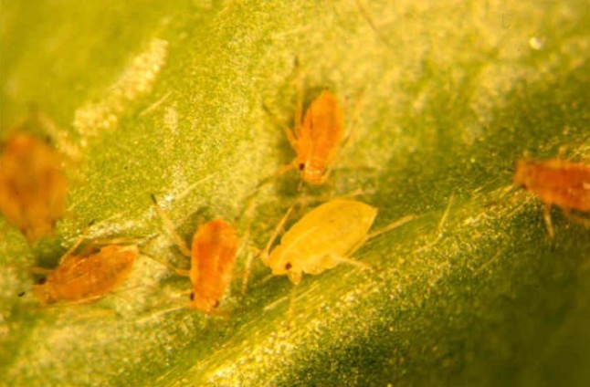 Blattläuse Mycus Persicae 