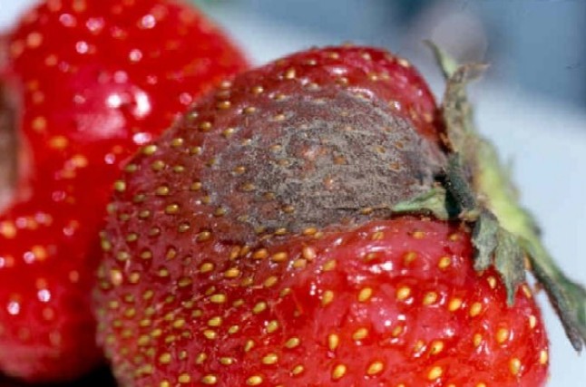 Erdbeere mit fauliger Stelle, dahinter eine unversehrte Erdbeere