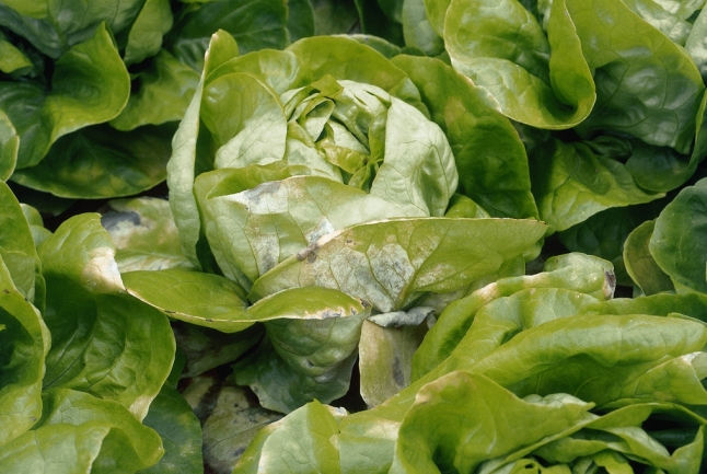 Salatköpfe mit falschem Mehltau