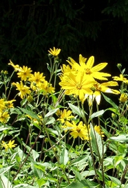 Topinambur - Blüten
