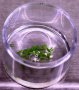 Glas mit schwimmender grüner Antherenkultur