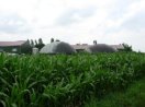 Maisfeld vor einer Biogasanlage