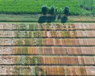 Parzellenanbau von Winter- und Sommergetreide