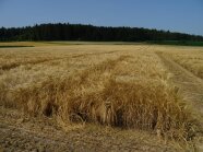 Gelbe SG-Getreideparzellen auf dem Feld vor der Ernte.