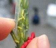 Inokulation von Fusariumsporen an Weizen-Einzelblüten mittels einer feinen  Pinzette