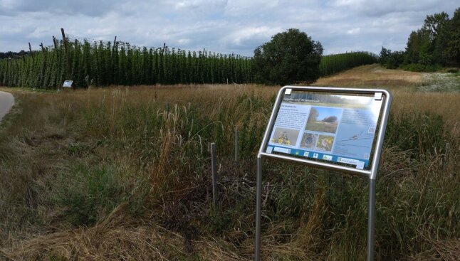 Infotafeln im Freiland vor Hopfengärten und Magerrasen als Lebensraum für die Heidelerche am Themenpfad Biodiversität.