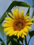 Blüte einer Sonnenblume als Nahrungsquelle für Insekten