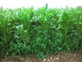 Wildpflanzen Untersaat in Mais