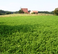 Luzernebestand in Franken