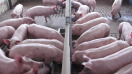 Mastschweine