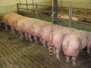 mehrere Schweine in einem Stall von hinten zu sehen