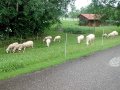 Schafe auf der Weide mit Elektronetz 