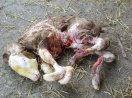 Neugeborenes Kalb mit Spinnengliedrigkeit