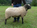 Schafalmprojekt - alpiner steinschafbock - bild2