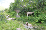 Fünf Ziegen grasen in der Landschaft.