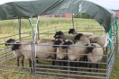 Schafe auf einer Wiese eingezäunt